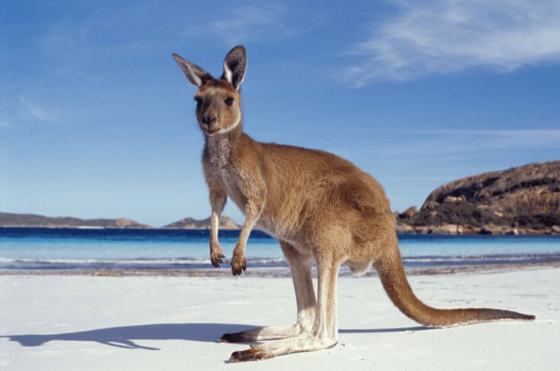 Kangaroo on a beach
