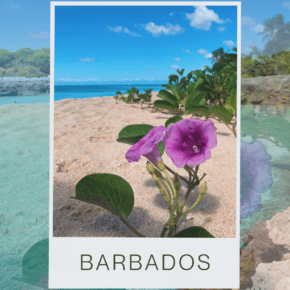 Secluded beach with floweor in foreground. Text overlay says "Barbados."