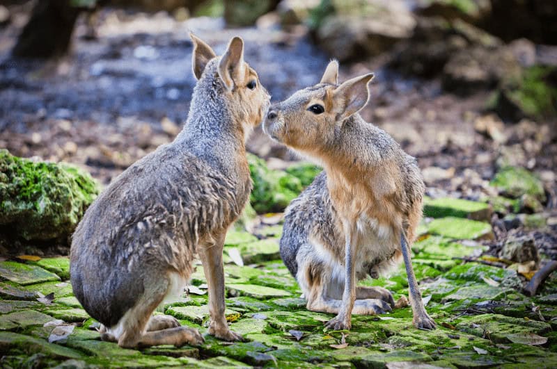 Two maras (dolichotis) in the forest of Barbados Wildlife Reserve