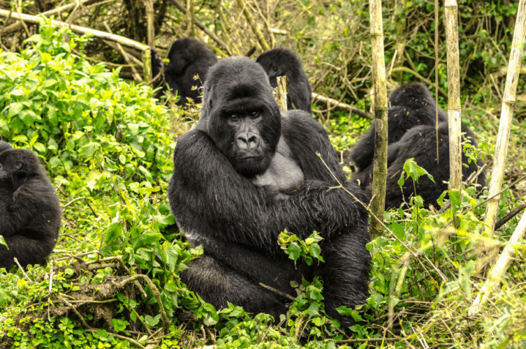 A gorilla family in the jungle