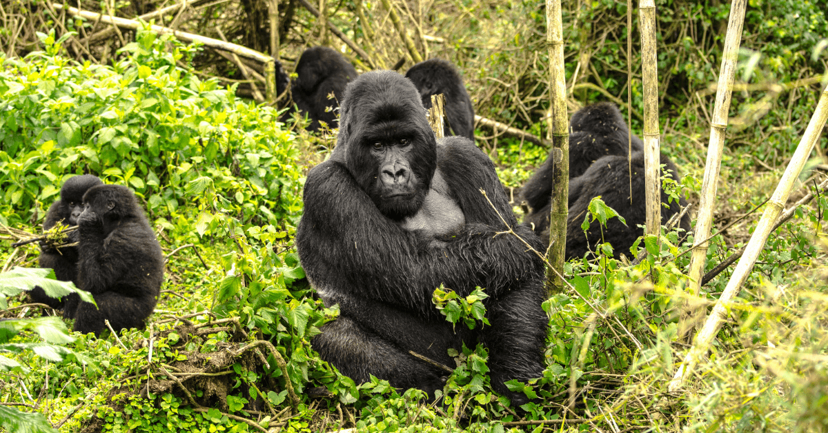 A gorilla family in the jungle