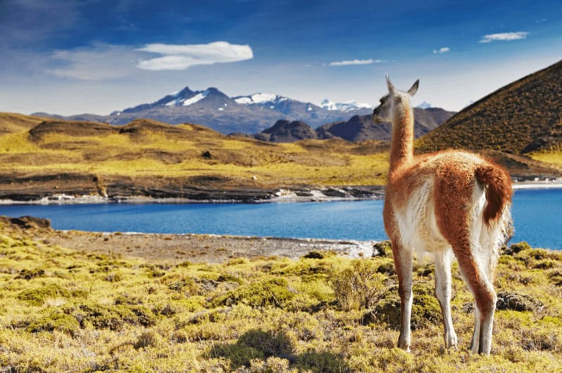 Llama in Torres del Paine, Patagonia