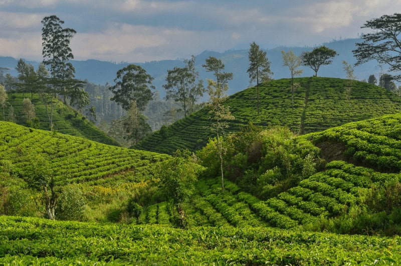 Tea Plantation in Sri Lanka