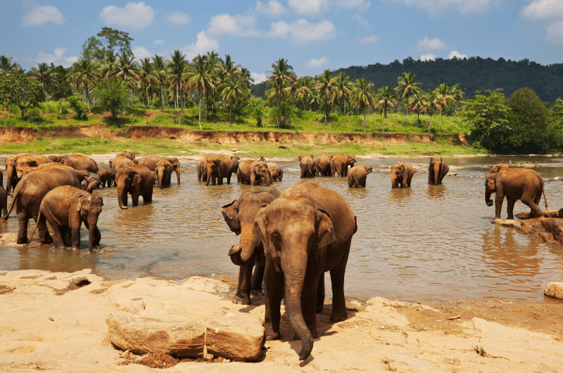 Elephants at a watering hole in Yala National Park, Sri Lanka
