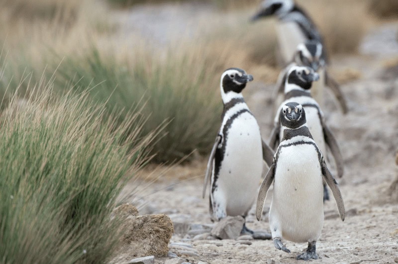 Three penguins