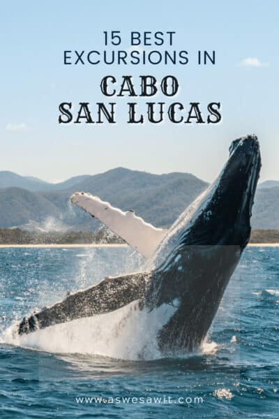 Whale breaching the water. Text overlay says "15 best excursions in Cabo San Lucas"