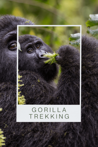 Mountain Gorilla eating a leaf. Text overlay says "gorilla trekking"