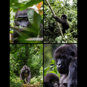 Collage of four photos of Mountain Gorillas. Text overlay says "gorilla trekking safari best time to go"