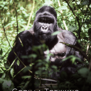 Mountain Gorilla in Rwanda. Text overlay says "gorilla trekking safari planning tips"