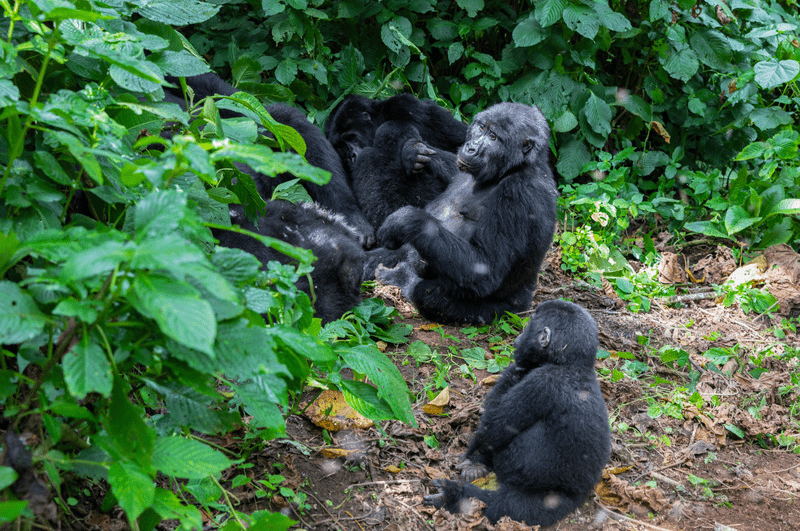 mountain gorilla babies