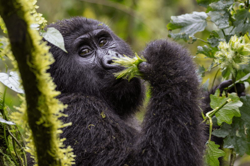 mountain gorilla eating leaves