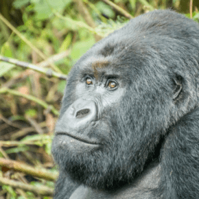 closeup of the face of a silverback mountain gorilla in the congo
