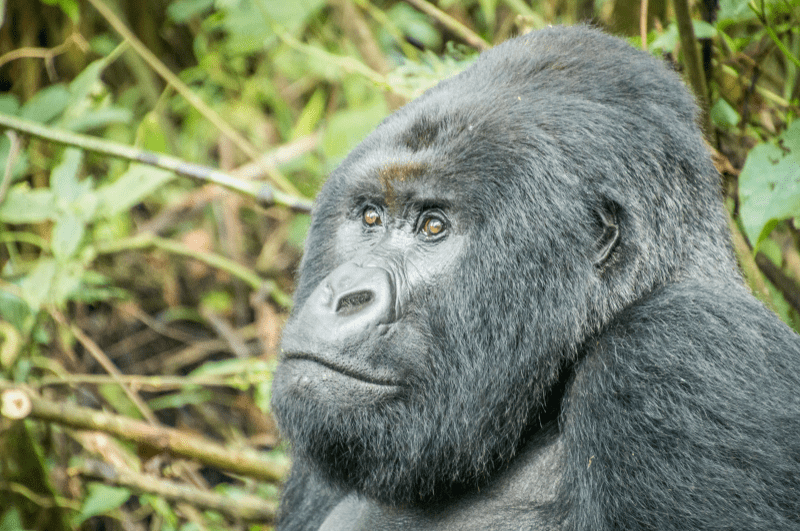 closeup of the face of a silverback mountain gorilla in the congo