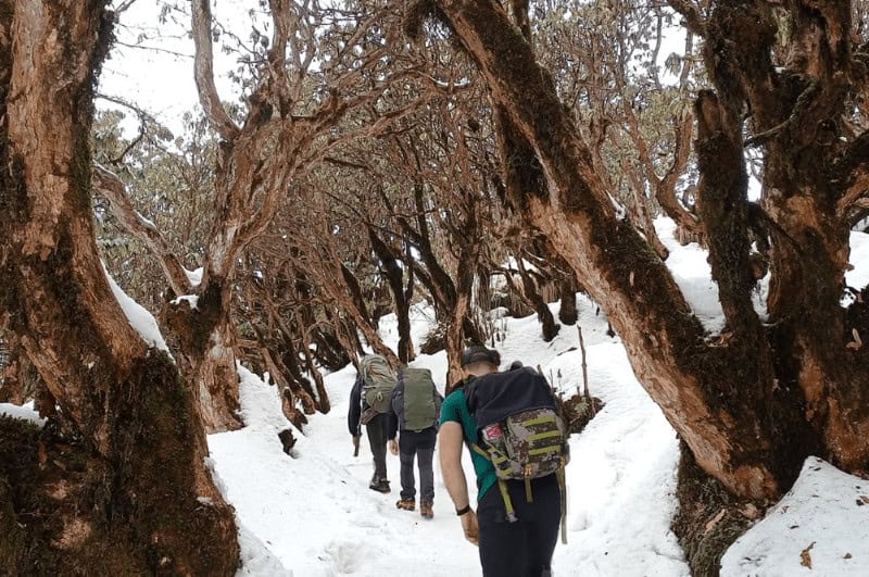 Nepal trekking group in a forest