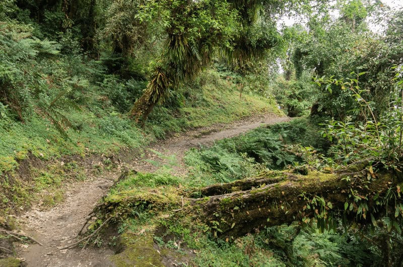 Path through a tropical forest, Mardi Himal trek Annapurna Nepal