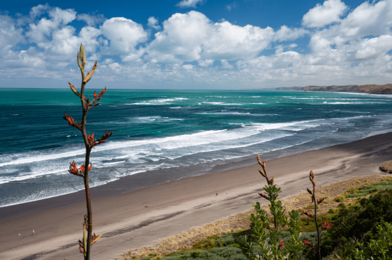 Beach and waves at Raglan, with flower stalk in foreground