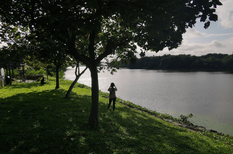 Person hiking along the water in Singapore's MacRitchie Nature Trail & Reservoir Park