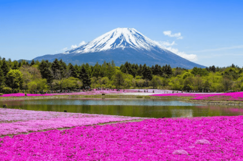 Fields of spring flowers along Lake Motosuko with Mount Fuji in the background