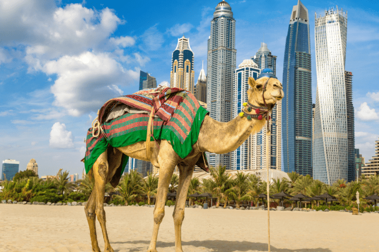 Camel on the beach in front of Dubai skyline