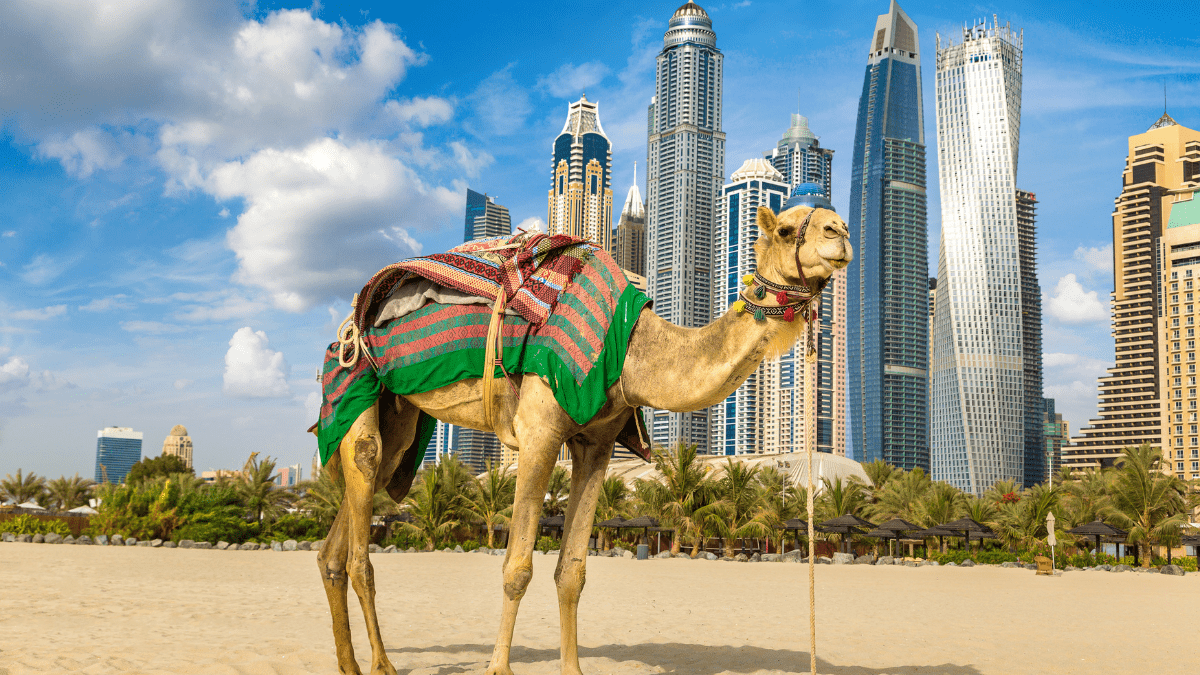 Camel on the beach in front of Dubai skyline