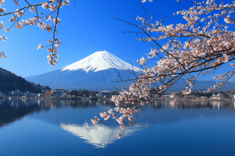 Mount Fuji Japan reflected in Lake Kawaguchi and framed by branches of cherry blossoms..