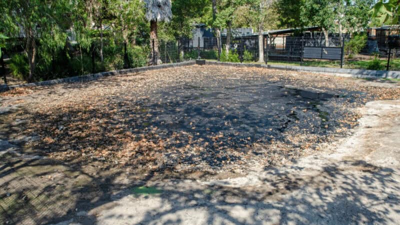 One of the La Brea Tar Pits, Los Angeles, California