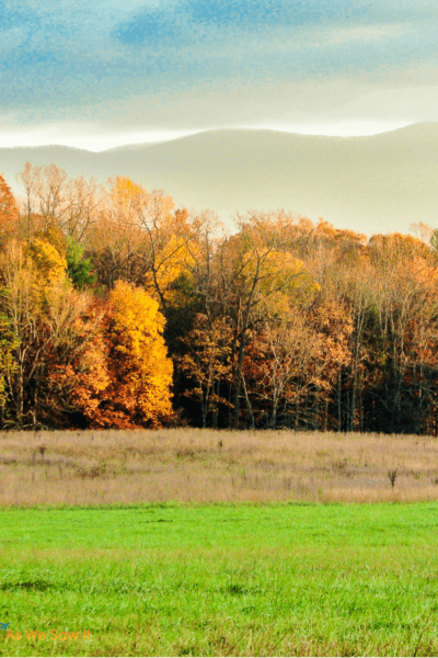 Trees and meadow in Cades Cove in October