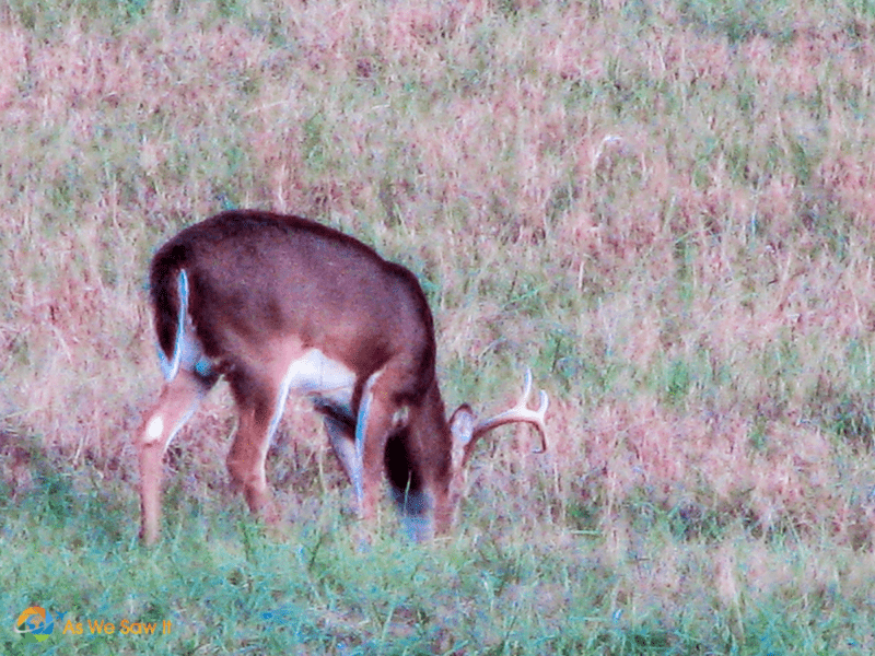 A buck grazing in a field