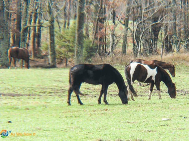 Horses grazing in Great Smoky Mountains National Park