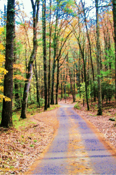 A road lined with fall leaves in Cades Cove Tennessee