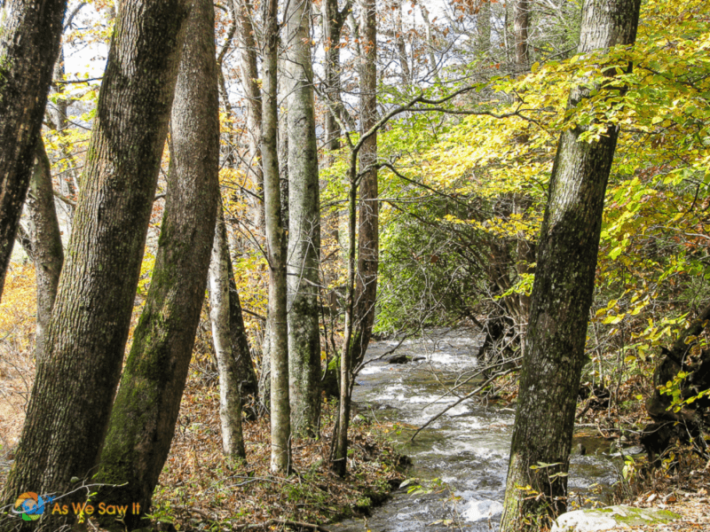 Creek running through the trees in Cades Cove
