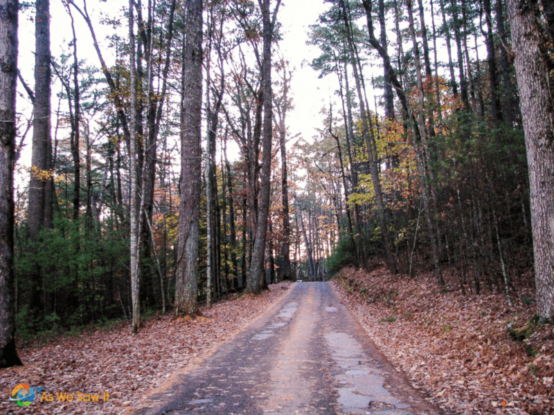 autumn road in Cades Cove