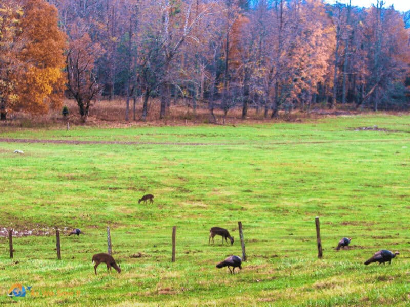 Deer and turkeys in Cades Cove