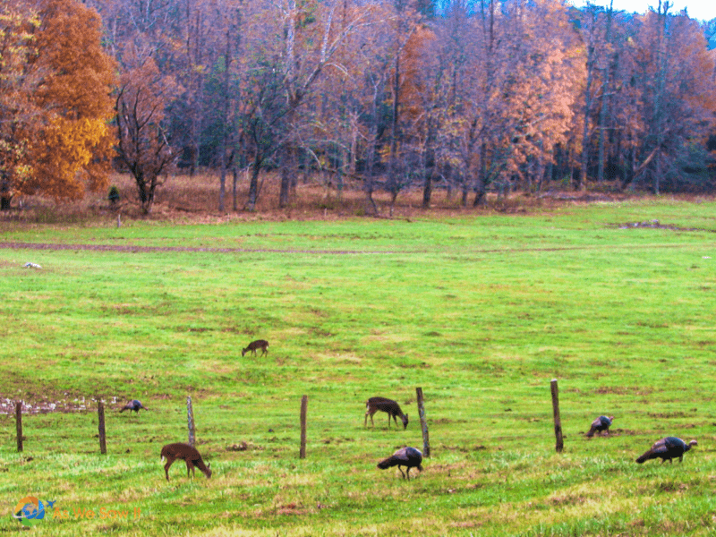 Deer and turkeys in Cades Cove at sunset