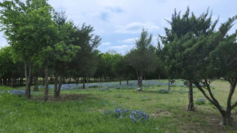 Field of bluebonnets beneath trees