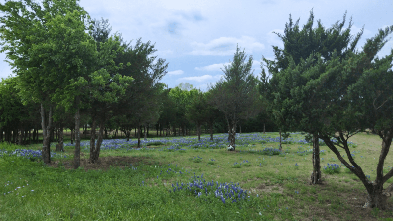 Field of bluebonnets beneath trees