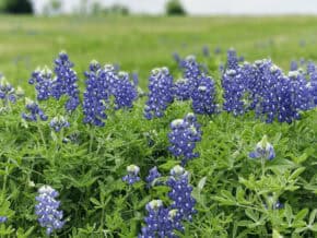 A field of bluebonnets in Texas