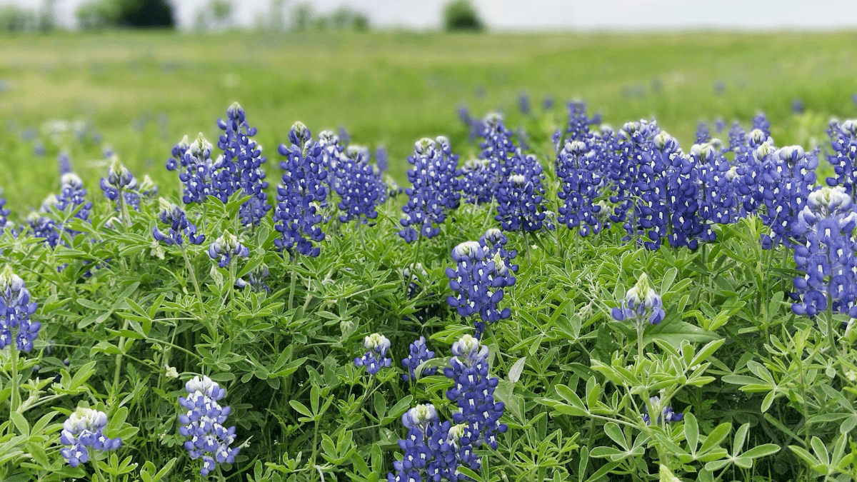 A field of bluebonnets in Texas