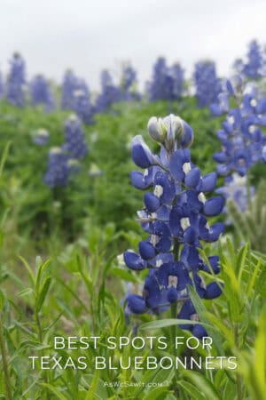 Closeup of a Texas bluebonnet. The text overlay says "best spots for Texas bluebonnets".