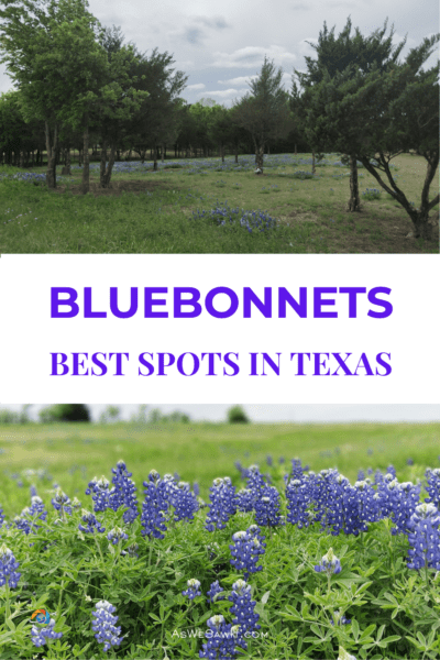 Top: Field of bluebonnets beneath trees. Bottom: a field of bluebonnet flowers. Closeup of a Texas bluebonnet. The text overlay says "Bluebonnets: Best spots in Texas".