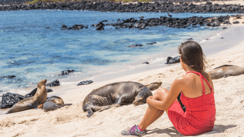 Tourist sitting by sea lions in Galapagos Islands Ecuador