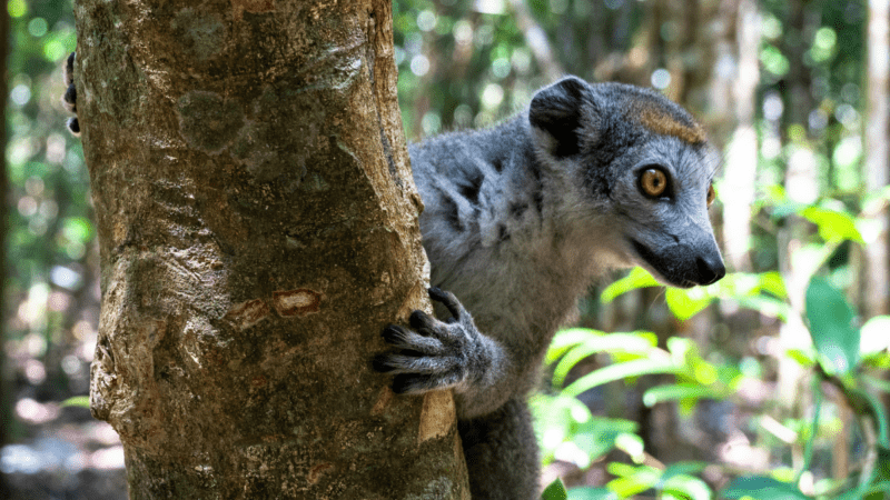 Lemur on a tree in Madagascar