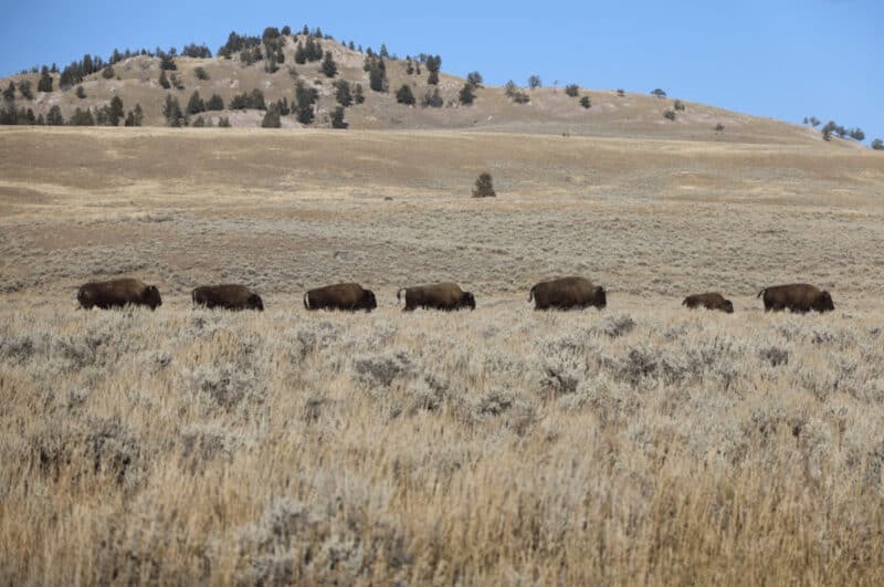 Herd of bison on a plain
