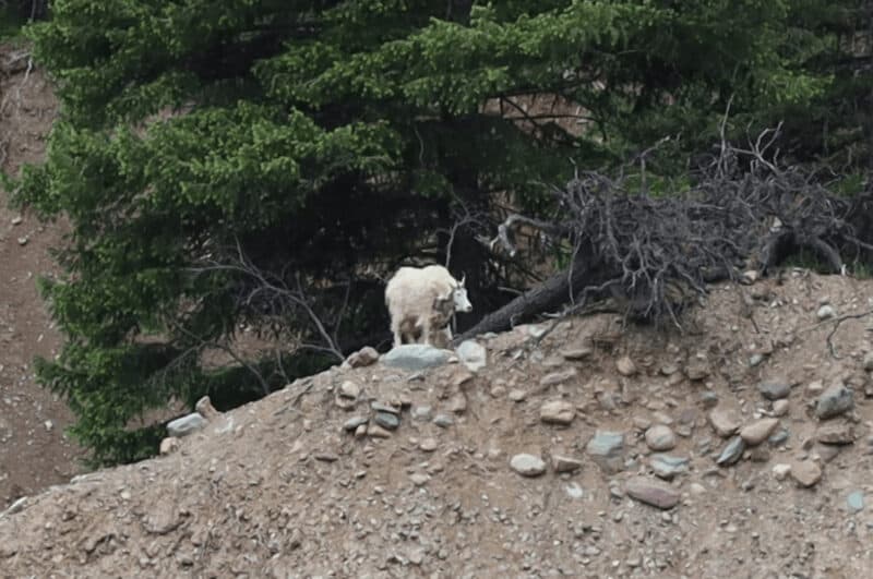 A white goat mother and baby on a rocky hill