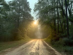 Unpaved Bragg Road lined with dense pine trees in the Big Thicket near Saratoga, Texas