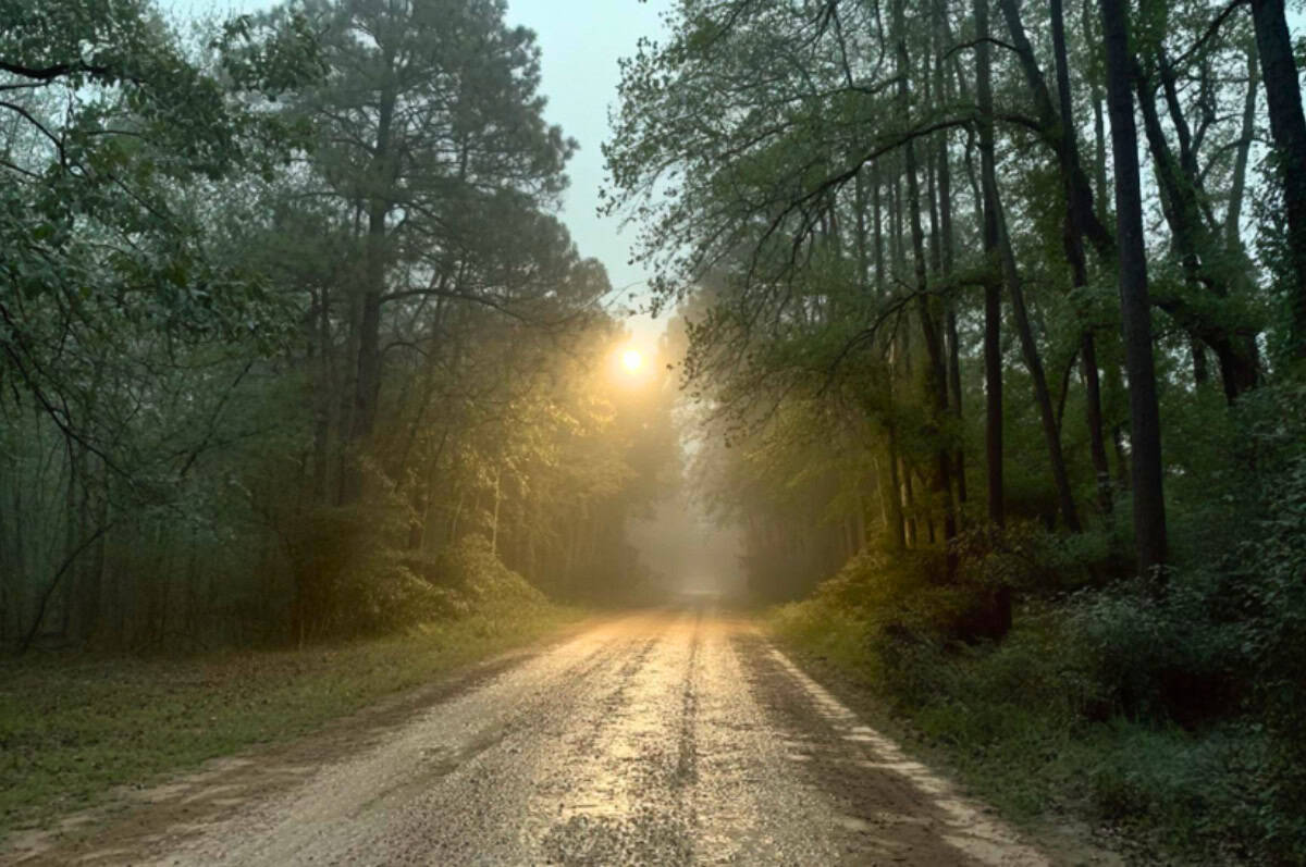 Unpaved Bragg Road lined with dense pine trees in the Big Thicket near Saratoga, Texas