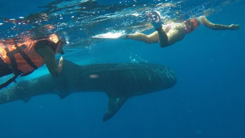 Two snorkelers in life vests swim beside a massive whale shark in clear ocean water.