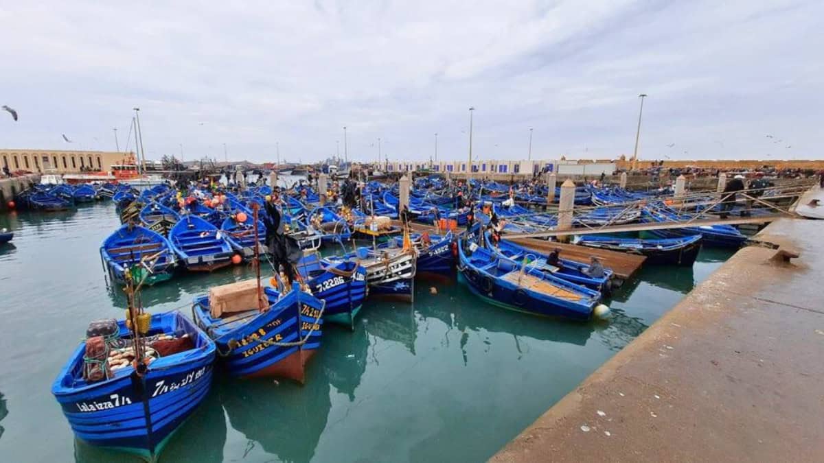 Blue wooden fishing boats clustered together in the harbor of Essaouira.