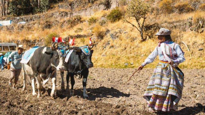 Traditional farming with cattle near Arequipa, Peru, showing agricultural practices influenced by Andean traditions