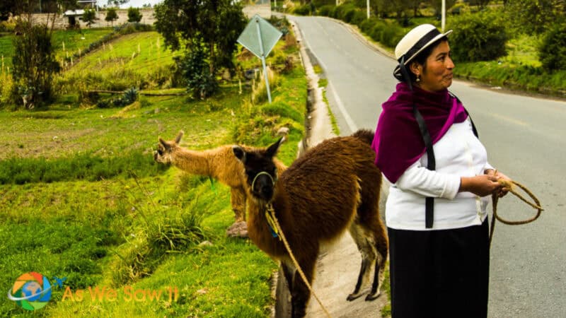 Andean woman walking with llamas along a rural road, reflecting traditional livelihoods in modern Peru